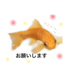 金魚のキンたん1（個別スタンプ：9）