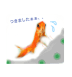 金魚のキンたん1（個別スタンプ：11）