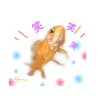 金魚のキンたん1（個別スタンプ：13）
