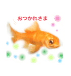 金魚のキンたん1（個別スタンプ：14）