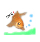金魚のキンたん1（個別スタンプ：15）