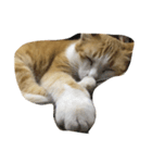 Finch's cat life（個別スタンプ：1）