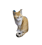 Finch's cat life（個別スタンプ：3）