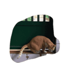 Finch's cat life（個別スタンプ：4）