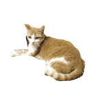 Finch's cat life（個別スタンプ：5）