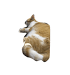 Finch's cat life（個別スタンプ：6）