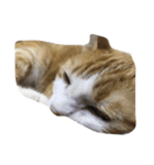 Finch's cat life（個別スタンプ：7）