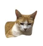 Finch's cat life（個別スタンプ：8）