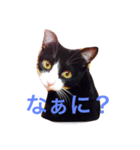 マロンくんの日常（個別スタンプ：1）