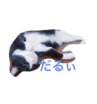 マロンくんの日常（個別スタンプ：2）