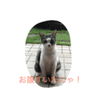 たろうとさくらとゆかいな仲間たち（個別スタンプ：3）