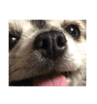 Cute Dog Name is LOVE（個別スタンプ：1）