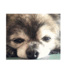 Cute Dog Name is LOVE（個別スタンプ：2）