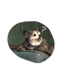 Cute Dog Name is LOVE（個別スタンプ：3）
