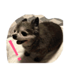 Cute Dog Name is LOVE（個別スタンプ：4）