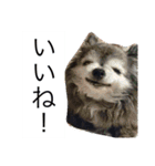 Cute Dog Name is LOVE（個別スタンプ：5）