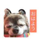Cute Dog Name is LOVE（個別スタンプ：9）