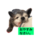 Cute Dog Name is LOVE（個別スタンプ：10）