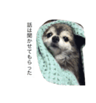 Cute Dog Name is LOVE（個別スタンプ：11）