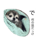 Cute Dog Name is LOVE（個別スタンプ：12）