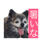 Cute Dog Name is LOVE（個別スタンプ：13）
