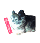 Cute Dog Name is LOVE（個別スタンプ：14）