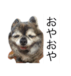 Cute Dog Name is LOVE（個別スタンプ：15）