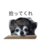 Cute Dog Name is LOVE（個別スタンプ：16）