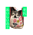 Cute Dog Name is LOVE（個別スタンプ：17）