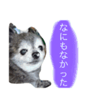 Cute Dog Name is LOVE（個別スタンプ：19）