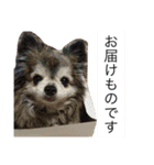 Cute Dog Name is LOVE（個別スタンプ：20）