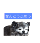 Cute Dog Name is LOVE（個別スタンプ：22）
