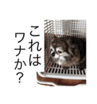 Cute Dog Name is LOVE（個別スタンプ：23）
