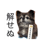 Cute Dog Name is LOVE（個別スタンプ：25）
