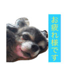 Cute Dog Name is LOVE（個別スタンプ：26）