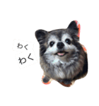 Cute Dog Name is LOVE（個別スタンプ：27）