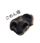 Cute Dog Name is LOVE（個別スタンプ：28）