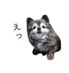 Cute Dog Name is LOVE（個別スタンプ：29）