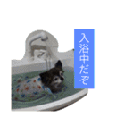 Cute Dog Name is LOVE（個別スタンプ：30）