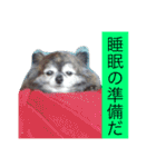 Cute Dog Name is LOVE（個別スタンプ：31）