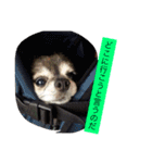 Cute Dog Name is LOVE（個別スタンプ：32）