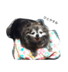 Cute Dog Name is LOVE（個別スタンプ：33）