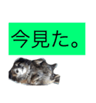 Cute Dog Name is LOVE（個別スタンプ：34）
