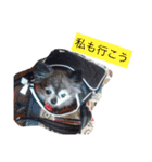 Cute Dog Name is LOVE（個別スタンプ：37）