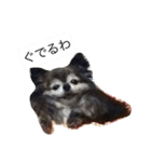 Cute Dog Name is LOVE（個別スタンプ：38）