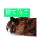 Cute Dog Name is LOVE（個別スタンプ：39）