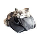 Cute Dog Name is LOVE（個別スタンプ：40）