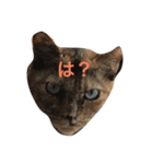 サビ猫の呟き（個別スタンプ：1）