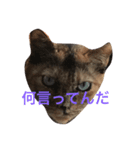 サビ猫の呟き（個別スタンプ：2）
