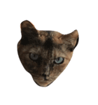 サビ猫の呟き（個別スタンプ：3）